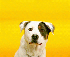 animation ads incorporate live action too such as this dog which has an animated human moth and starts smiling